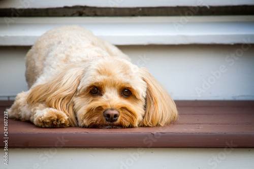 Plakat Mały tan-pies rasy terrier kładzie głowę na zewnątrz i na zewnątrz.