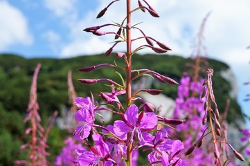 Sticker - Natur Wiese