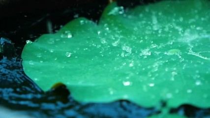 Wall Mural - close up rain water drop on nature fresh green lotus leaf , slow motion rain falling on to hydrophob