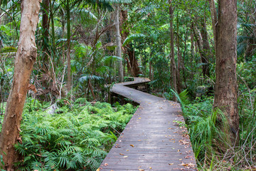 wooden path in the rain forest adventure