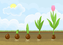 Life Cycle Of Tulip Plant. Stages Of Growth From Bulb To Adult Flowering Plant
