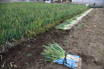 Canvas Print - Harvesting Japanese leek