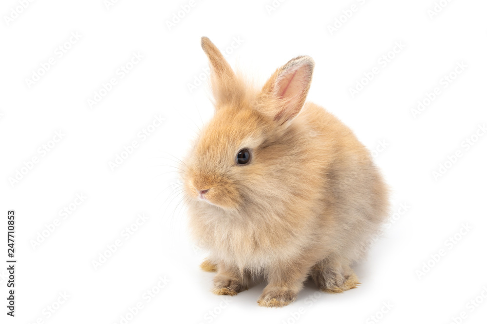 Brown adorable baby rabbit on white background. - obrazy, fototapety, plakaty 