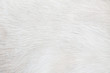 Fur cat light gray or white  texture abstract for background , Natural animal short smooth patterns skin