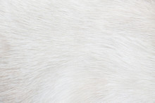 Fur Cat Light Gray Or White  Texture Abstract For Background , Natural Animal Patterns Skin