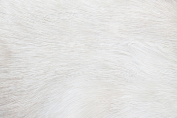 fur cat light gray or white texture abstract for background , natural animal short smooth patterns s