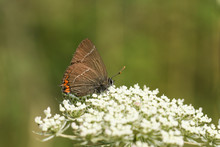 A Rare White-letter Hairstreak Butterfly (Satyrium W-album) Nectaring On A Wild Carrot Flower (Daucus Carota).