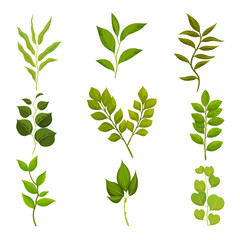 Wall Mural - Flat vector set of branches with green leaves. Twigs with fresh foliage. Nature and flora theme