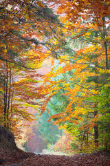 Wall Mural - autumn trees in the silent park - beautiful fall season