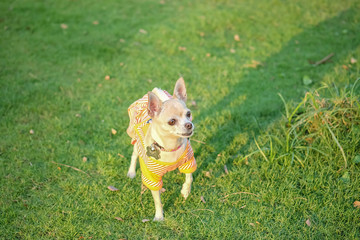 Poster - Closeup chihuahua dog on grass floor in front of house textured background