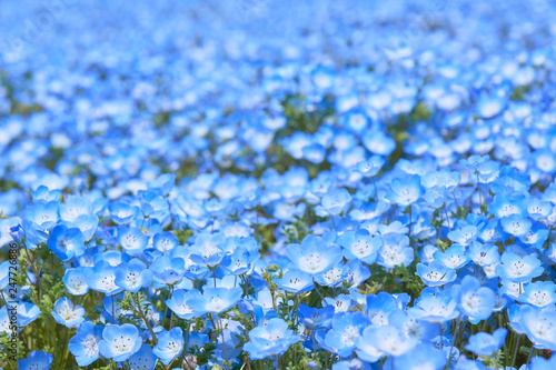 ネモフィラの花畑 一面 壁紙素材 Adobe Stock でこのストック画像を