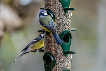 Closeup Of Birds Eating Out Of A Feeder Filled With Sunflower Seeds