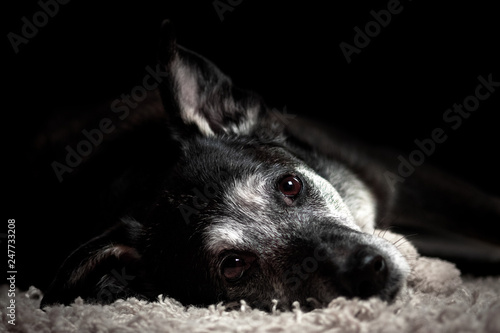 Plakat Psy potrait z czarnym tłem