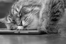The Cat Is Sleeping On The Phone