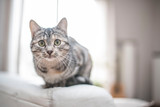 Fototapeta Koty - Katze sitzt auf dem Sofa