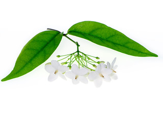 Sticker - Water Jasmine flower.