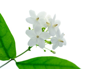 Sticker - Water Jasmine flower.