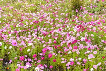 blooming Cosmos bipinnatus (commonly called the garden cosmos or Mexican aster) a flowers filed in Daocheng, Ganzi, Sichuan, China