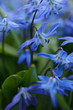 Siberian squill blue spring flowers, (wood squill)