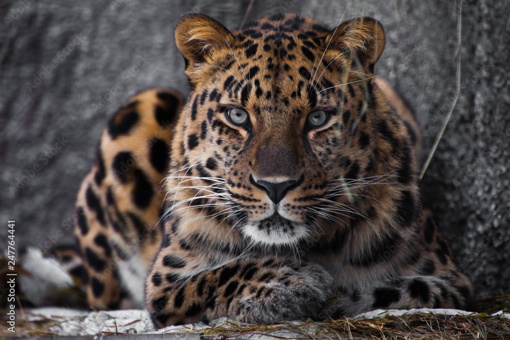 look brutal, lying Amur leopard, powerful motley big cat looks straight through the eyes of a predator. - obrazy, fototapety, plakaty 