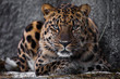 look brutal, lying Amur leopard, powerful motley big cat looks straight through the eyes of a predator.