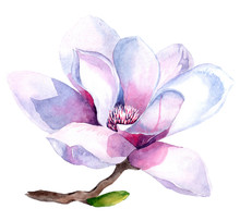 Flowers Watercolor Illustration Of Purple Magnolia Branch, Isolated On White Background. Botanical Watercolor Hand Drawn Illustration