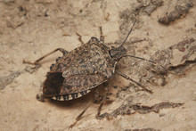 The Brown Marmorated Stink Bug, An Insect Native To China, Japan, The Korean Peninsula, And Taiwan. It Was Accidentally Introduced Into The United States, Europe And South America.