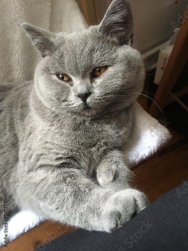 British Shorthair Blue Kitten Gold Eye Buy This Stock Photo And