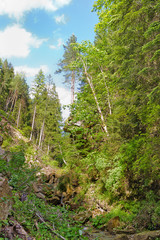 Sticker - Mountain forest creek in the Carpathian Mountains