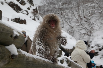 Nagano Prefecture snow monkey in Japan