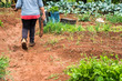 © Henrique - Serrania, Minas Gerais, Brazil - 01/26/2019 - farmer carrying the manioc