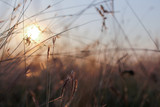 Fototapeta Dmuchawce - Sunset with love moment