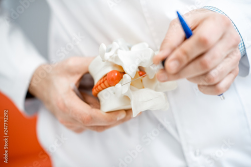 Cuadros en Lienzo Close-up of therapist holding anatomical model of vertebras with intervertebral