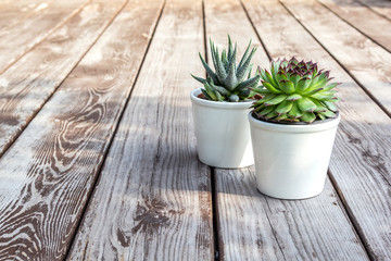 Wall Mural - Natural green succulents cactus, Haworthia attenuata in white flowerpots on wooden table, with copy space