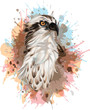 Osprey bird colorful vector portrait