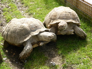 African spurred tortoise