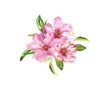 Spring Cherry, Sakura Flowers Or Pink Apple Blossom. Flourish Watercolor