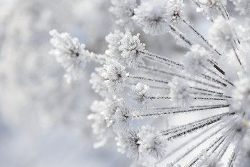  Grass branches frozen in the ice. Frozen grass branch in winter. Branch covered with snow.