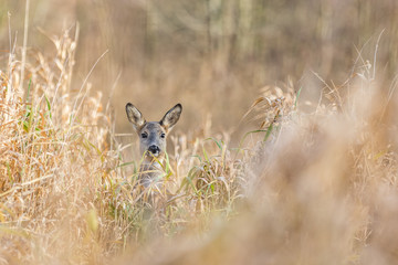 Wall Mural - Roe hiding in the meadow