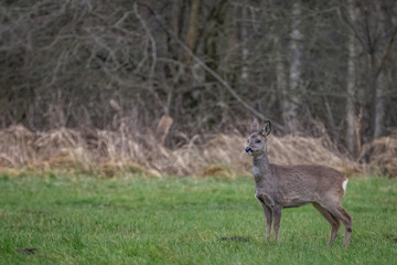 Roe in the meadow