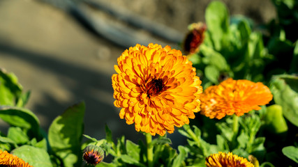 yellow flower in the garden