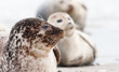 Horsehead seal on Helgoland Island, German Bight, Germany