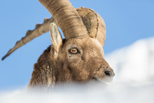 Ritratto Di Stambecco Alpino (Capra Ibex)