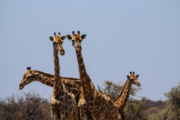 Giraffen stecken die Köpfe zusammen