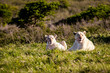 Two female white lions resting in the sun after eating their prey in Buffalo City, Eastern Cape, South Africa