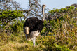 Male ostrich walking in the bushes near Buffalo City, Eastern Cape, South Africa