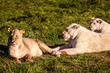 White lions resting in the sun after eating their prey in Buffalo City, Eastern Cape, South Africa