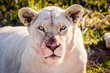 Close-up of the bloody head of a white lion after she ate her prey in Buffalo City, Eastern Cape, South Africa
