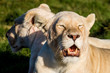 Close-up of the head of a white lion after she ate her prey in Buffalo City, Eastern Cape, South Africa