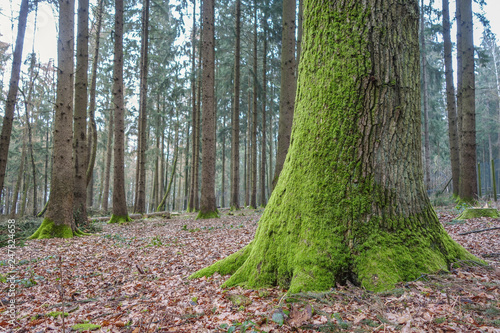 Eichenstamm Kaufen Sie Dieses Foto Und Finden Sie Ahnliche